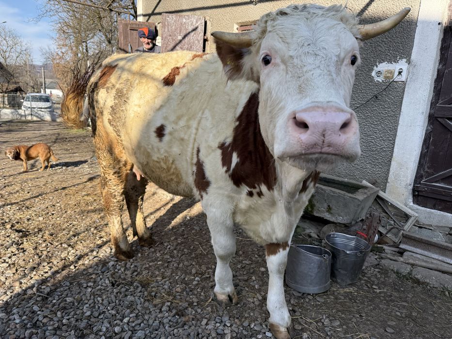 Vand juninca gestanta in luna a-9-a.