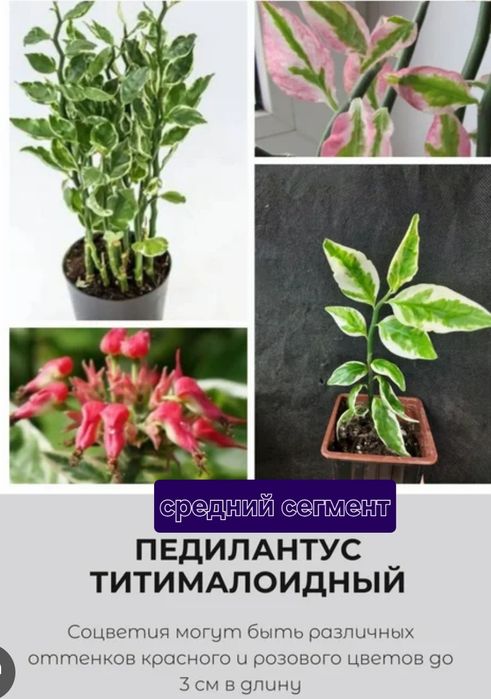 Комнатные цветы!