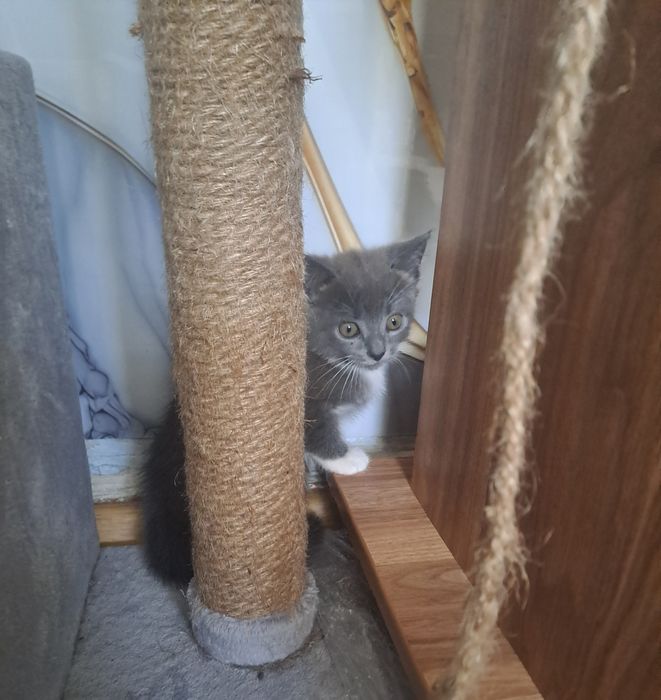 Котенок ищет новый дом