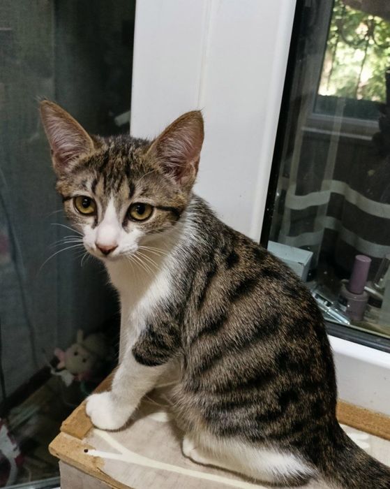 Пристраивается котёнок