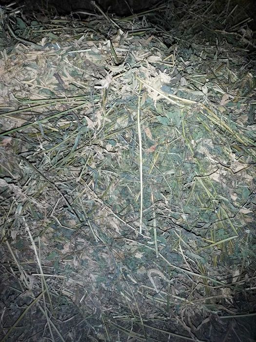 vand baloti lucerna de calitate