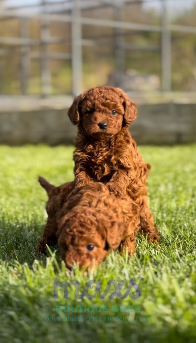 Пудел мини (Poodle Mini)