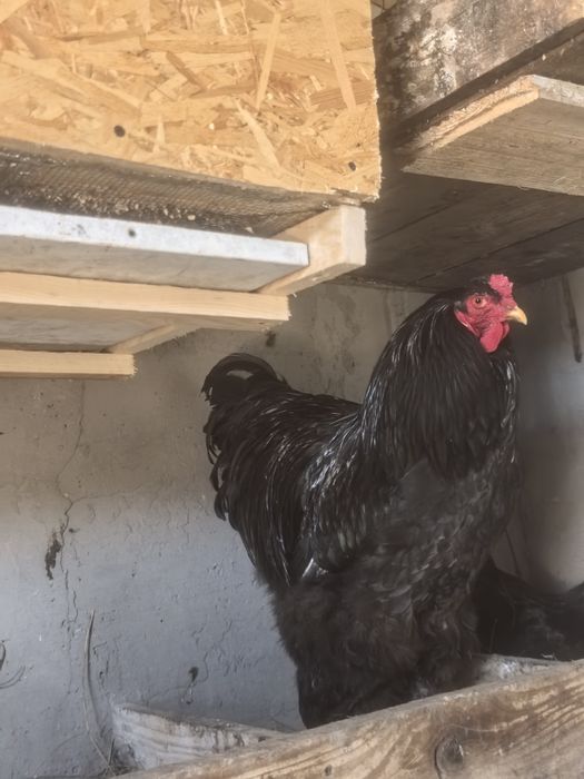 Pereche brahma negru