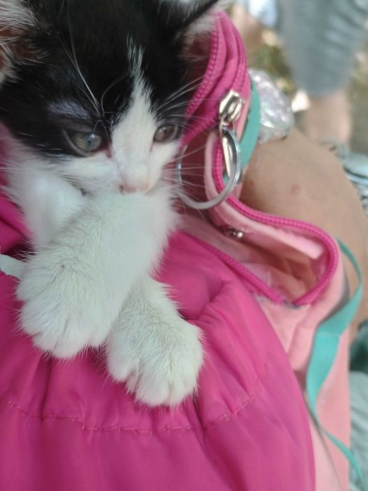 ofer adoptie gratuit 1 baietel pisoi 1 luna