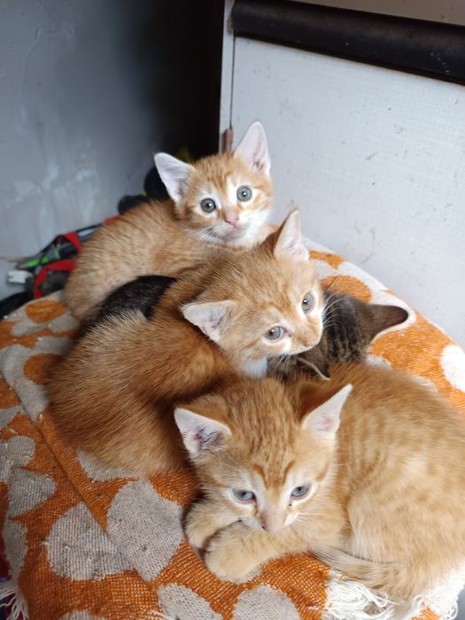 Pisici spre adopție