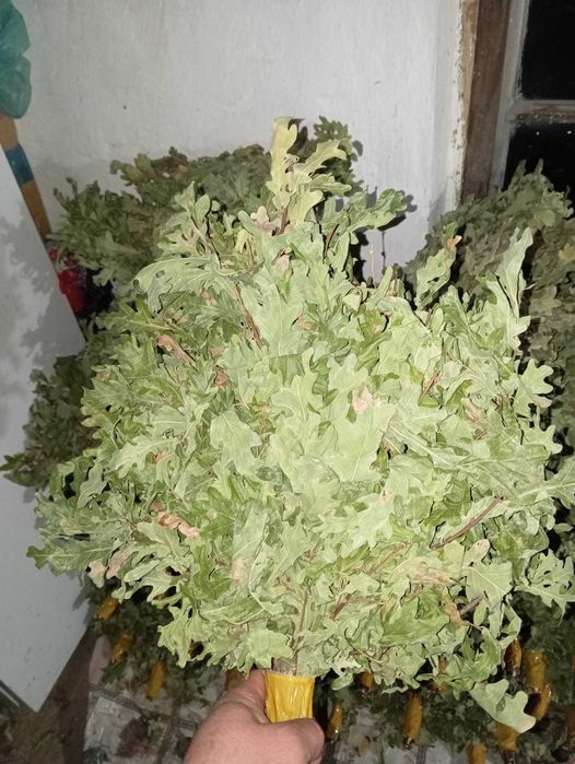 Банные веники дубовые.