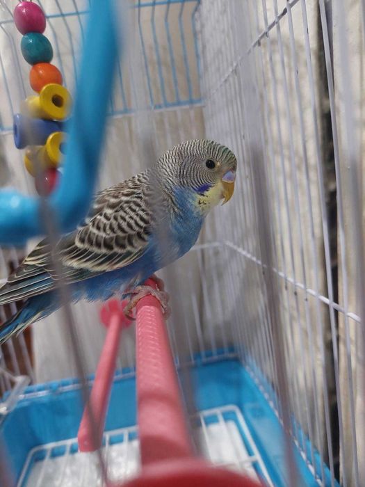 Попугай Кеша, ручная