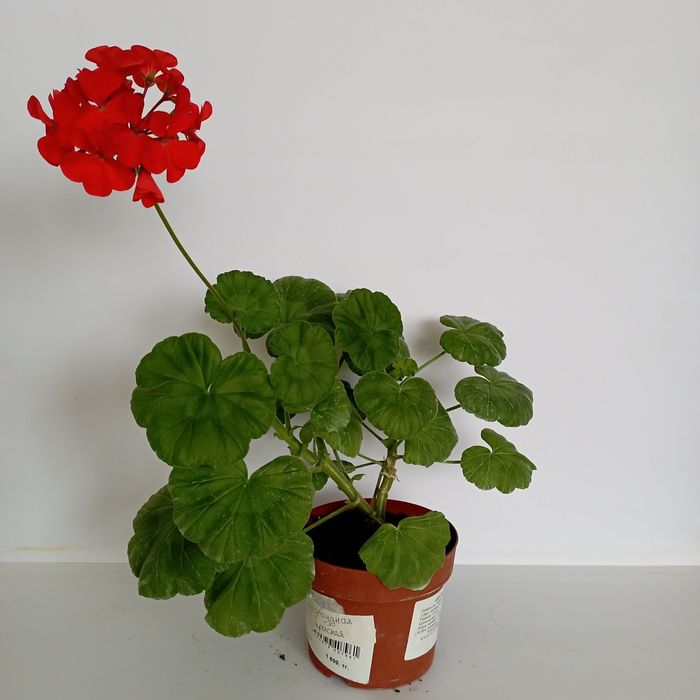 Пеларгония в ассортименте