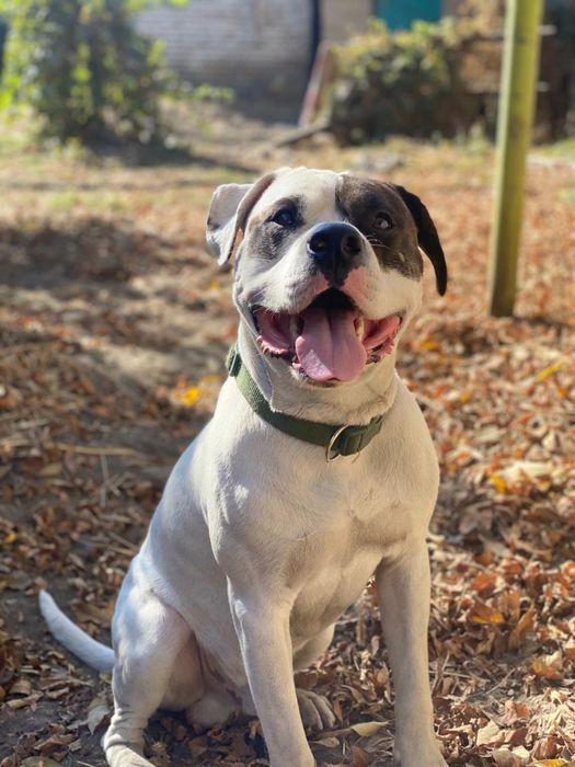 Собака питбуль ищет себе дом