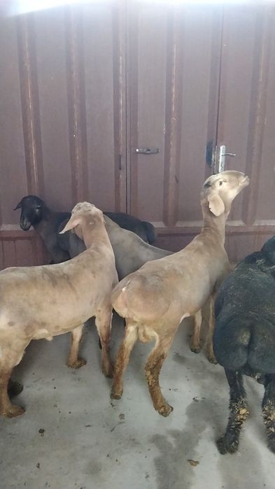 Sotiladi yaxshi boqilgan