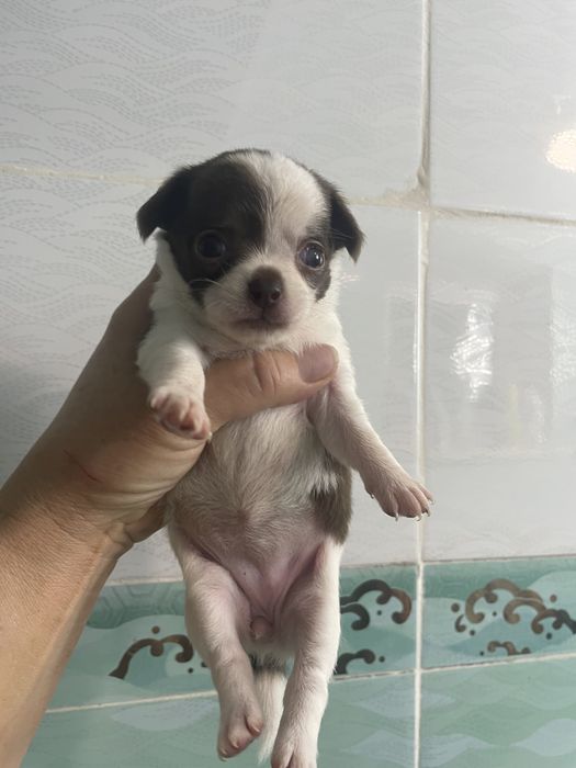 Щенки чихуахуа