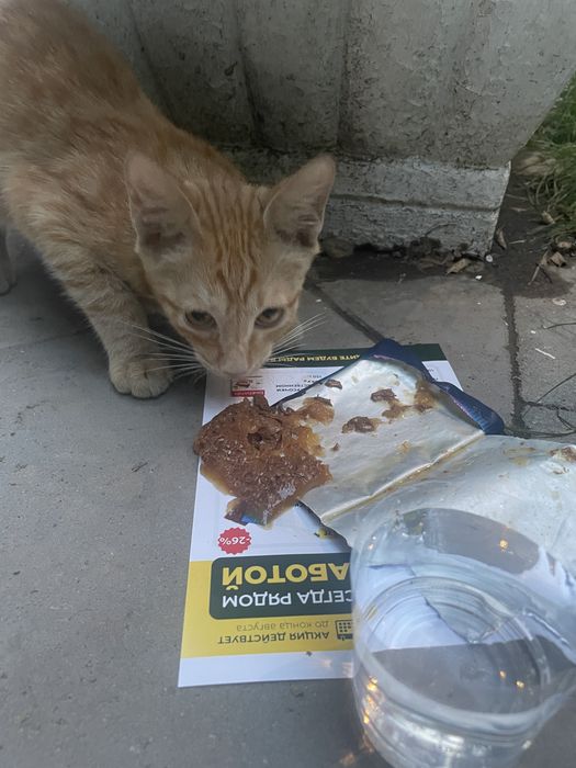 Рыжый котенок ищет дом