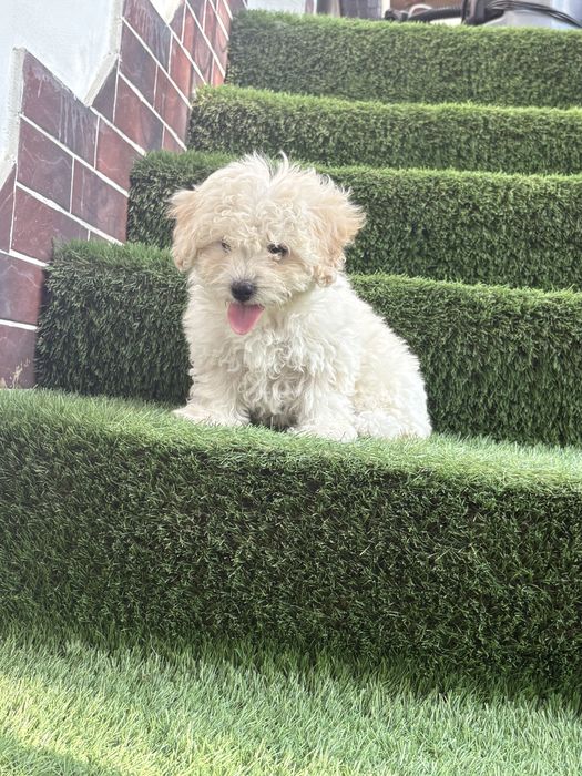 Maltipoo mini toy