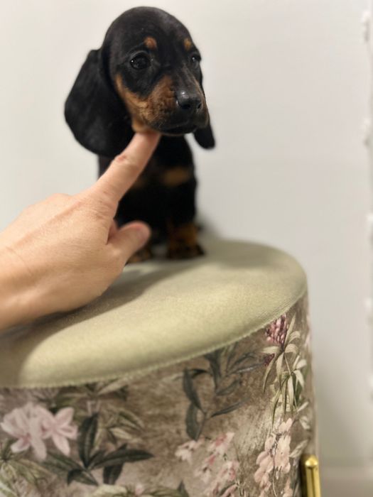 Teckel miniatura din parinti cu Pedigree FCI