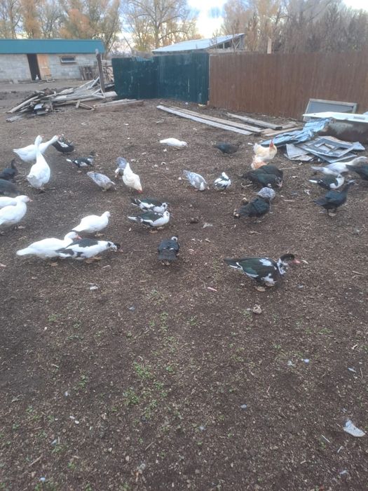 Продам индоуток