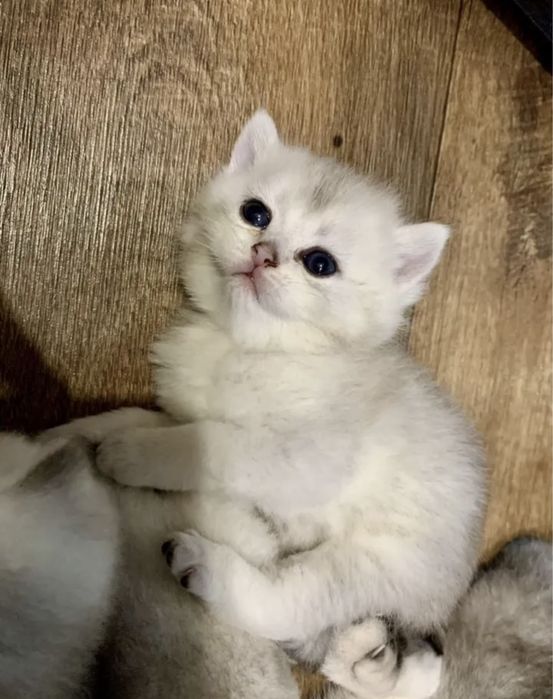 Золотая шиншилла