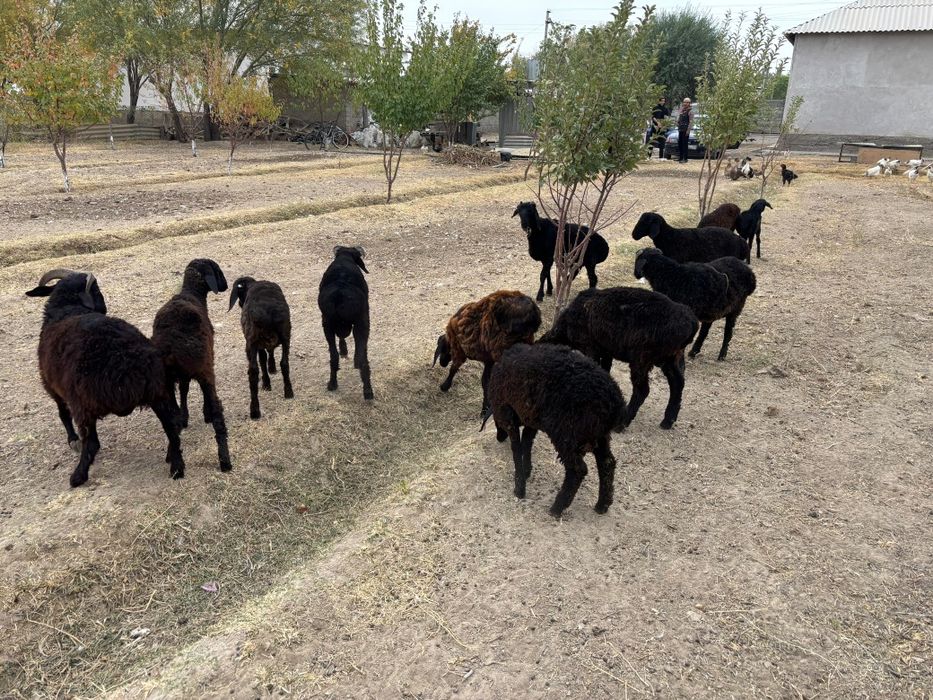 Еркек малдар сатылады