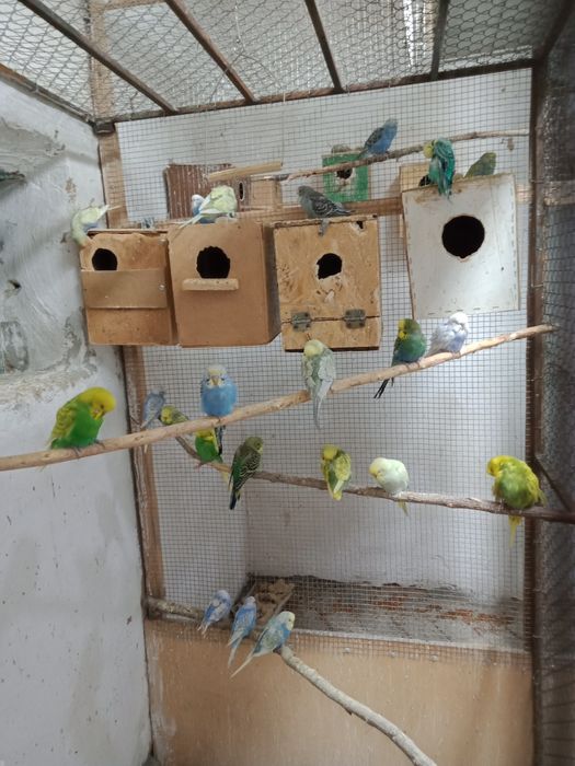 Продаются попугаи волнистые