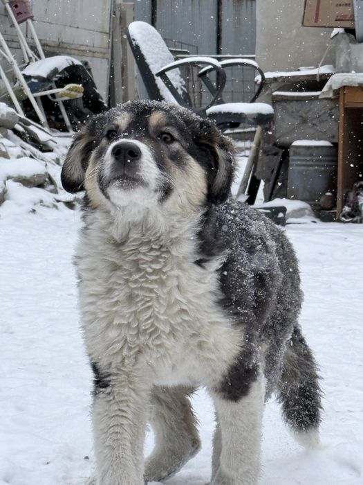 Тобет продается цена договоримься щенок