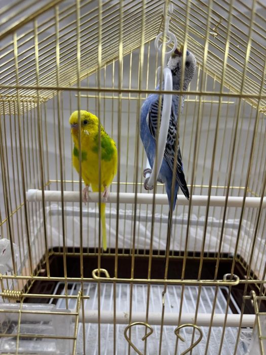 Попугай волныстые, продам