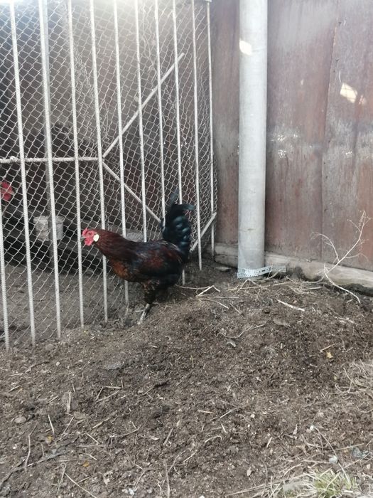 Петух 10 месяцев.