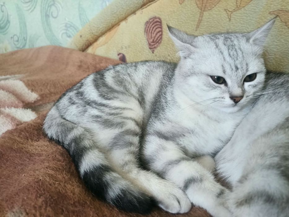 Котёнок Скотиш страйт