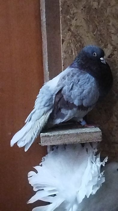 Vând porumbei  de ornament