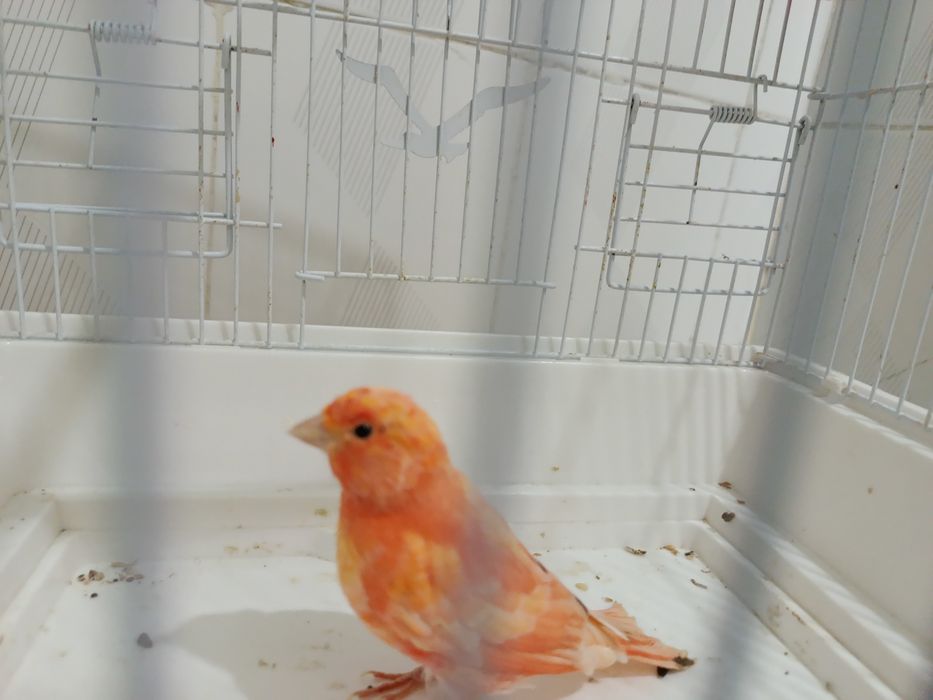 Кенар, канарейка нар