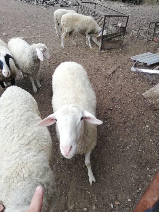 Продавам  овен на 3 години