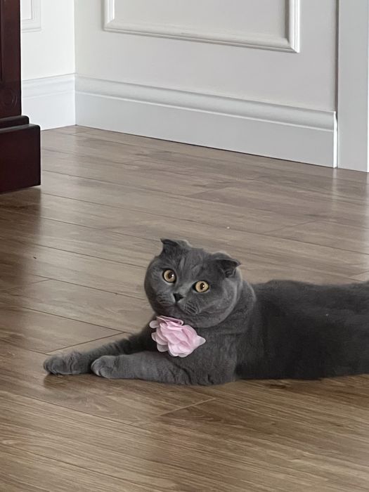 Отдам кошку в хорошие руки