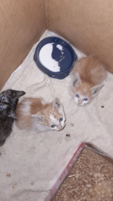 Отдам котят в хорошие руки сироты живут на улице в коробки