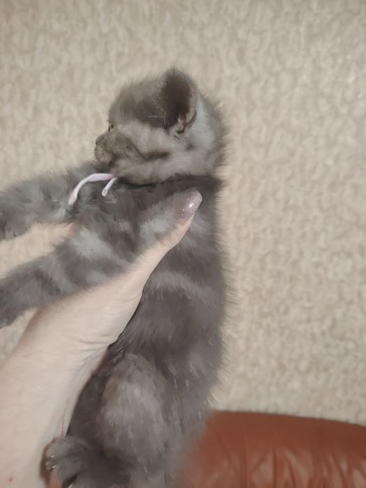 Замечательные котятки