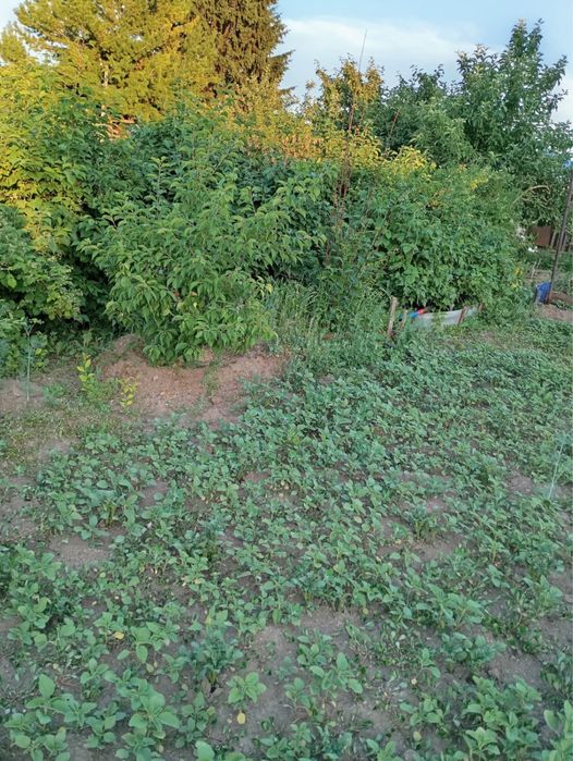 Дача в пос. Новая-Бухтарма