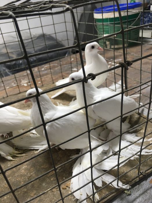 Продам белых лысых погонять