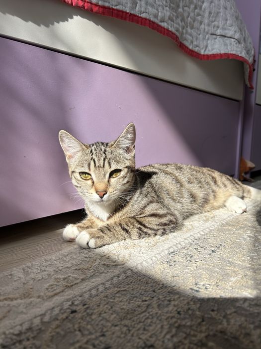 ищем кота для вязки