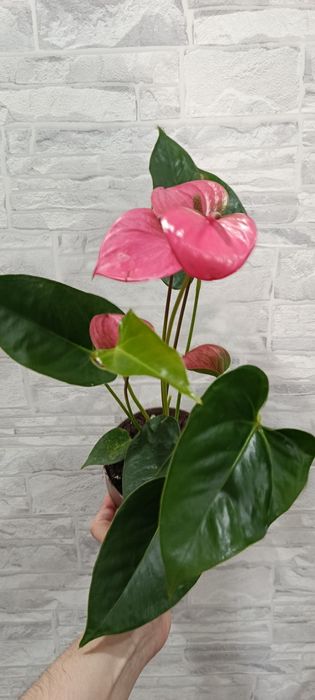 Мужское счастье анториум