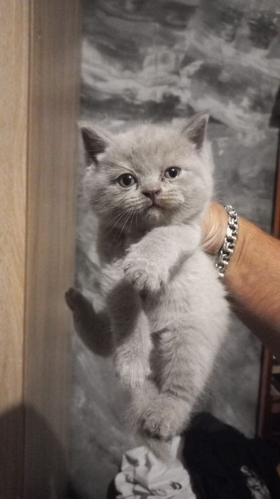 Британские котята