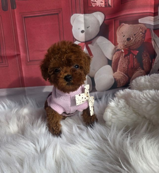 Пудел той момичета и момчета с документ за произход