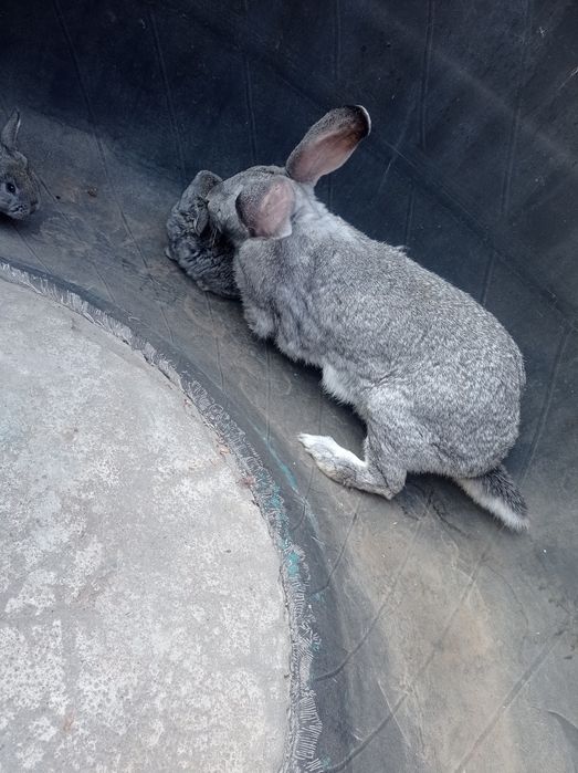 Продам Кроликов серые.