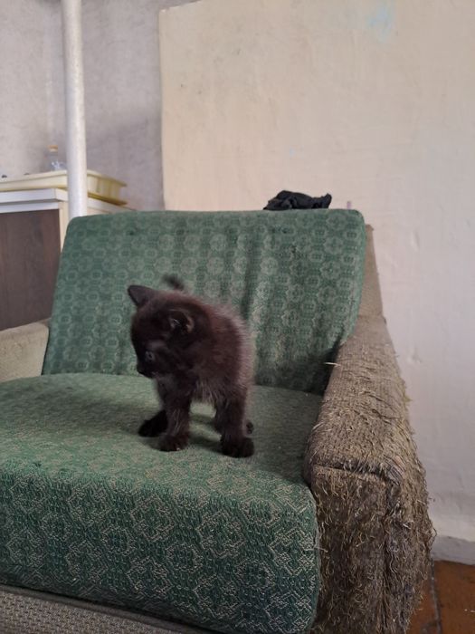 Котенок мальчик веселый любопытный