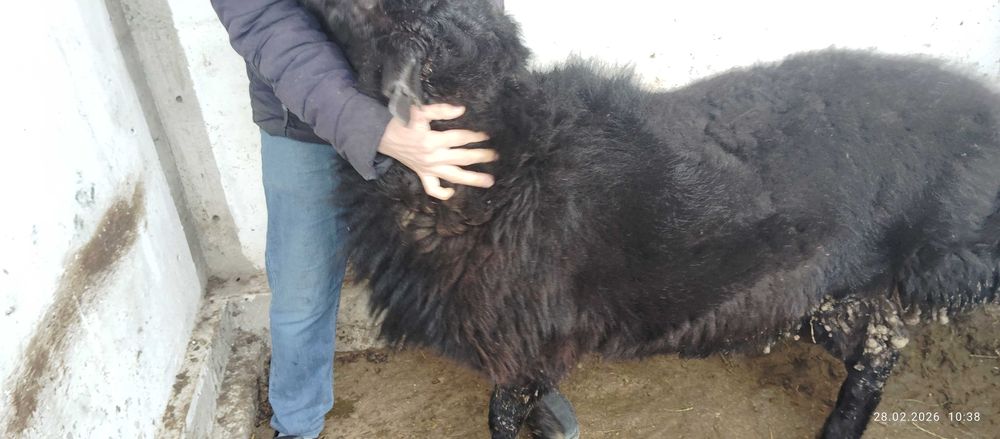 Қўй сотилади, метражный