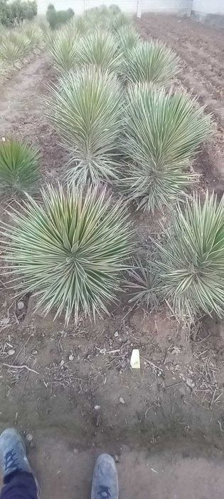 Драцена гулли кучатлар сотилади