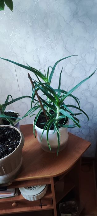 Продам комнатные растения