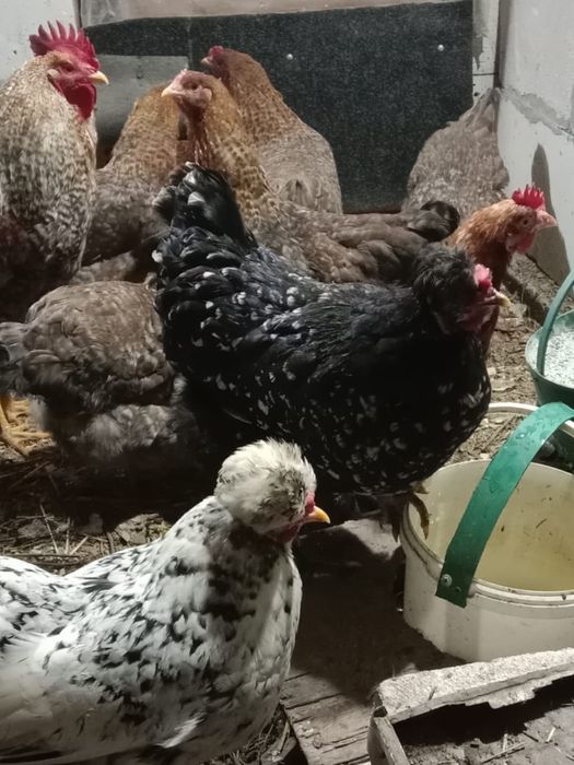 Билефельдеры и хохлатые куры