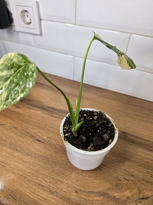 Монстера Альба (Monstera albo-variegata)