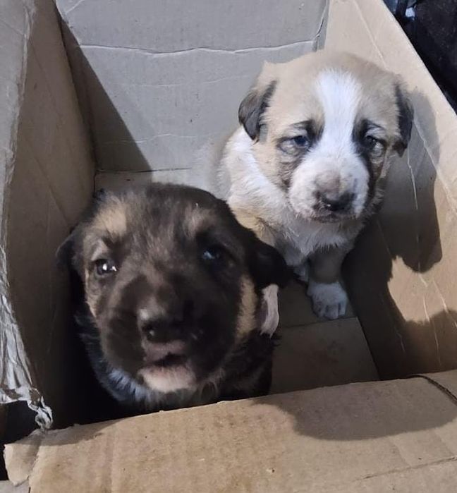 отдам в добрые ручки девочку-1.5мес