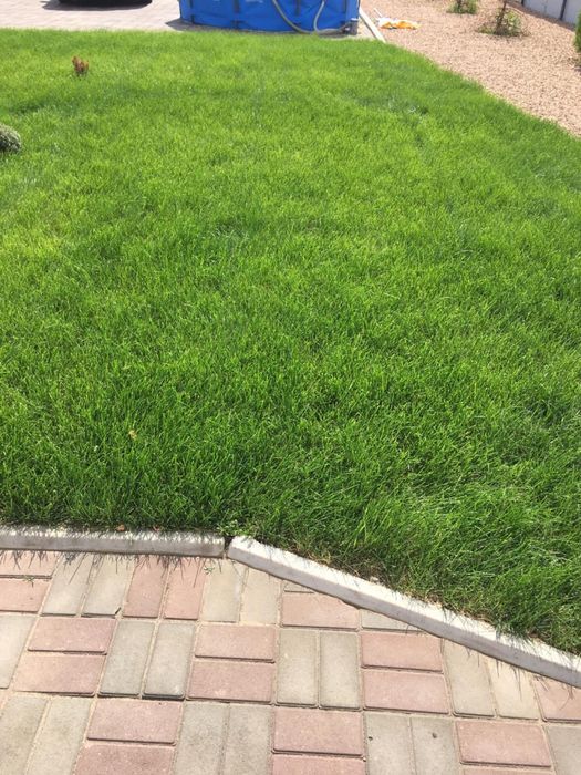 Зеленый газон под ключ