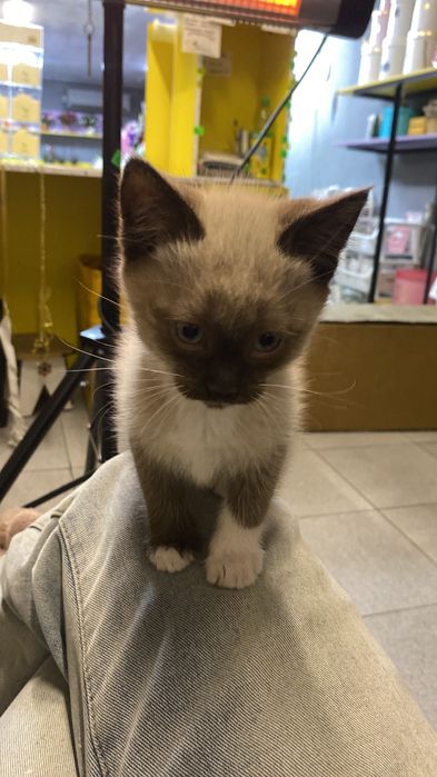 Отдам котят в добрые руки!