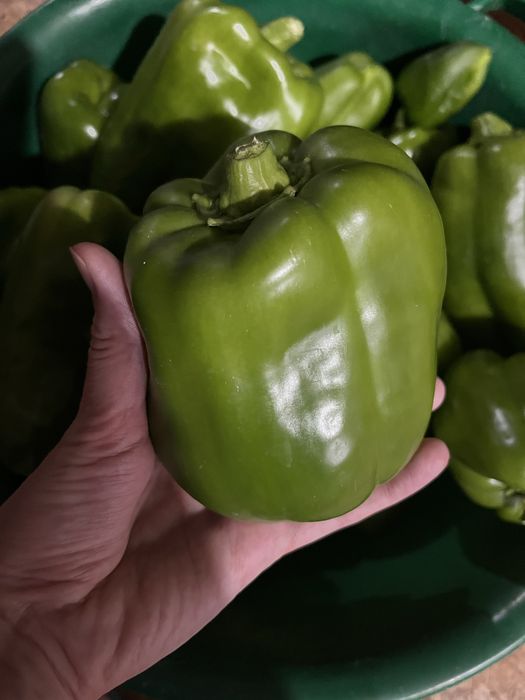 Продам сладкий болгарский перец