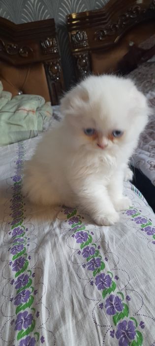 Шотландский, котик